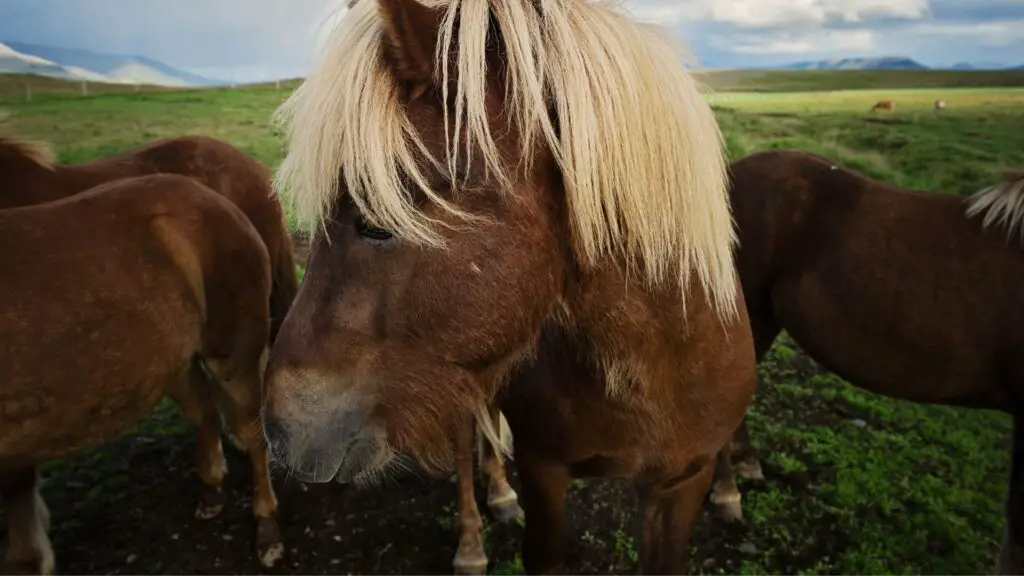 Icelandic Ponies - Iceland Itinerary